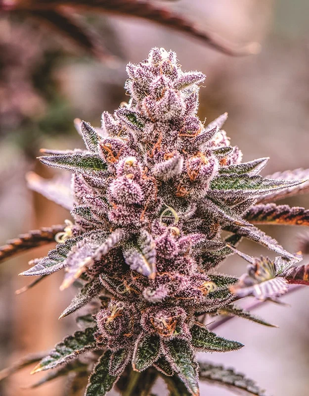 headshop2851386