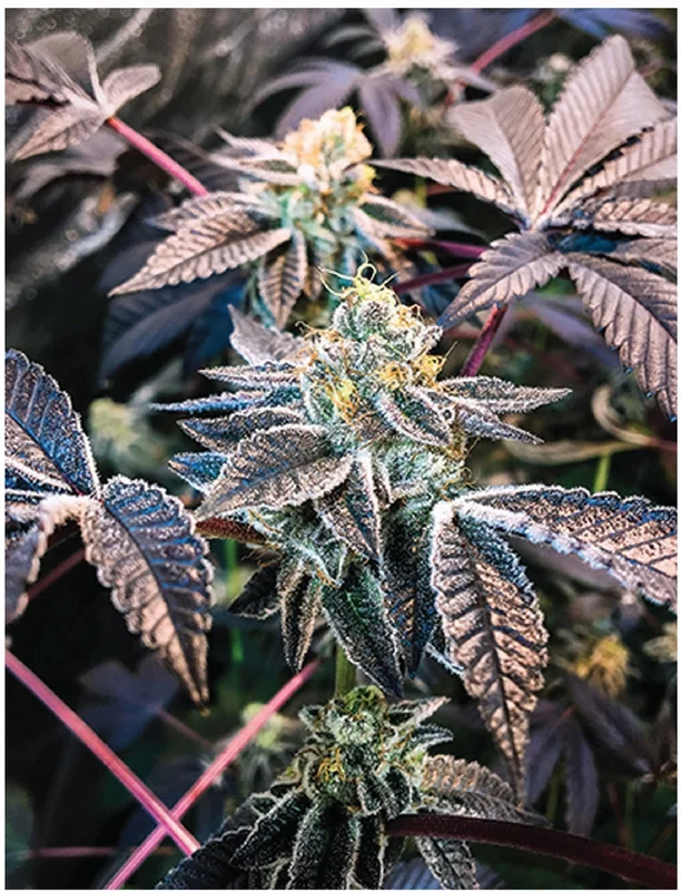 headshop2851545