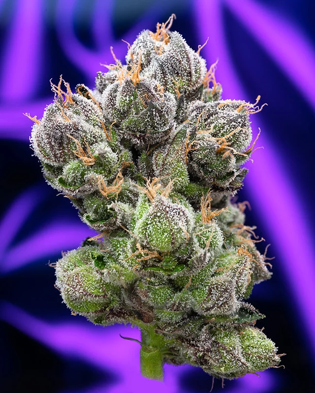 headshop2851591