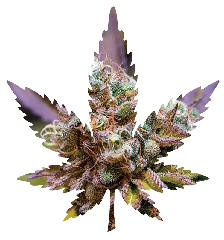 headshop2851695